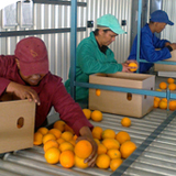 Fruit Packing and Grading Processes NQF 3
